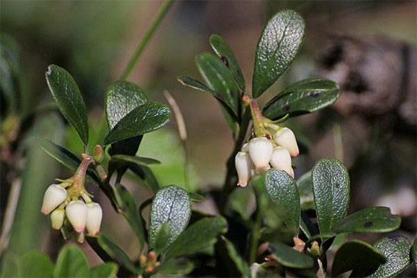 The use of bearberry in folk medicine