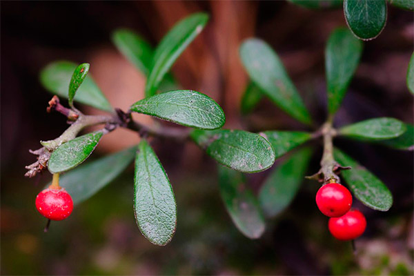 Contraindications to the use of bearberry