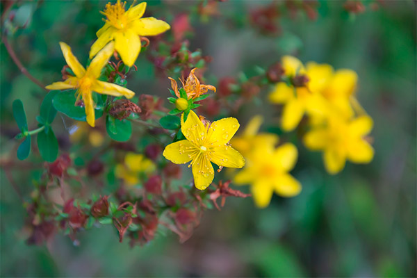 Contraindications for use of Hypericum