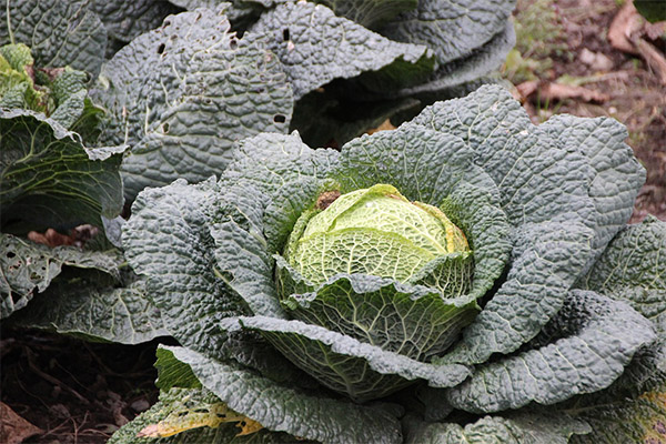 Harvesting and storage of savoy cabbage