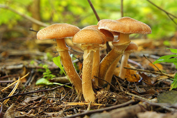 What is useful for wild boletus mushrooms
