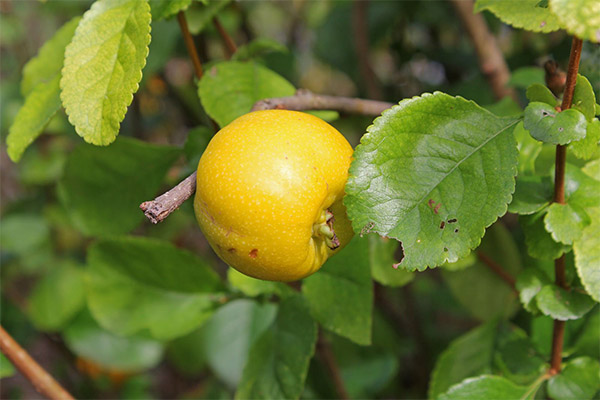 What are useful quince leaves