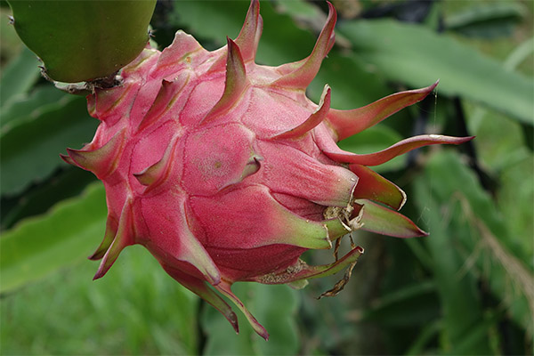 Fun facts about the dragon fruit