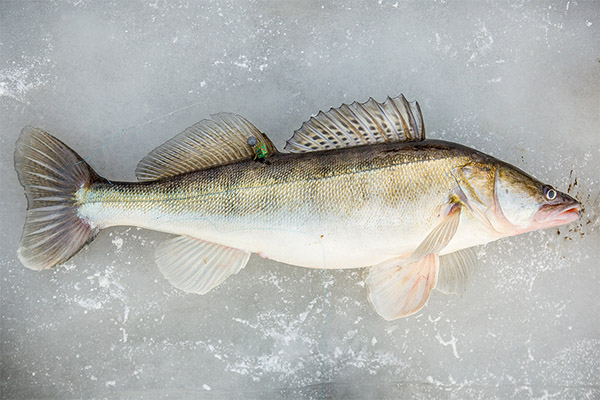 Interesting facts about pikeperch