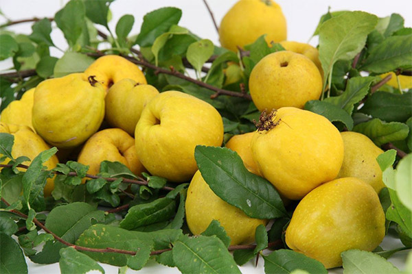 Interesting Quince Facts