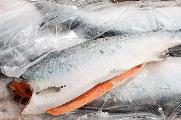 How to choose and keep chum salmon