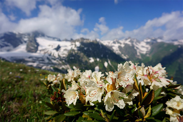 Caucasian rhododendron in folk medicine