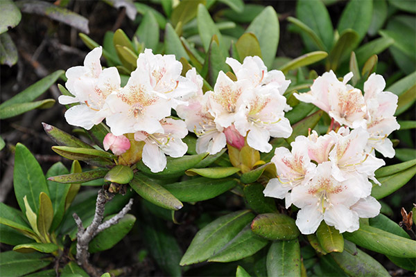 Therapeutic properties of Caucasian rhododendron