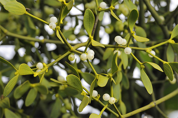 Therapeutic properties of mistletoe white