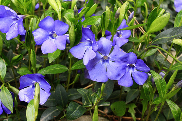 Therapeutic properties of the herb periwinkle
