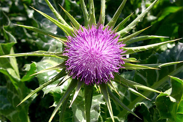 Is it possible to give milk thistle animals
