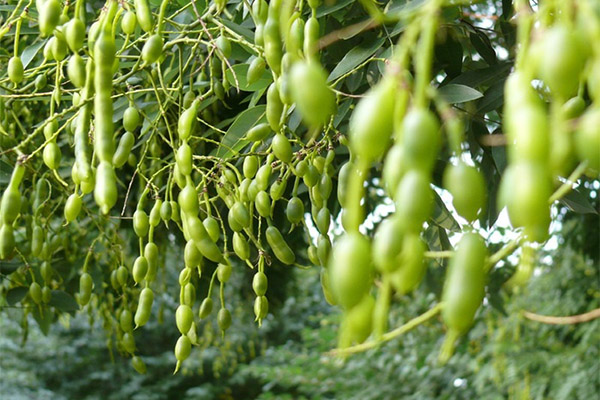 Is it possible to eat the fruits of Sophora japonica