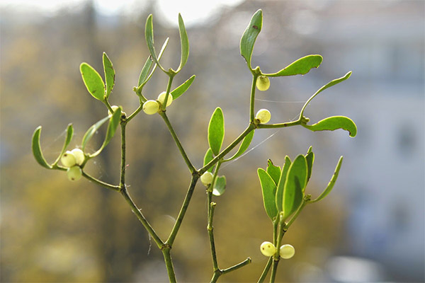 Mistletoe white in folk medicine