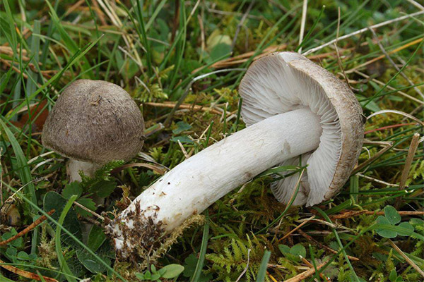 Useful properties of rowan mushrooms