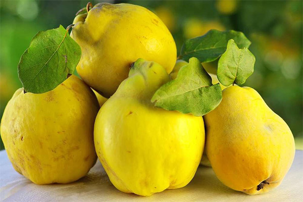The benefits and harms of quinces
