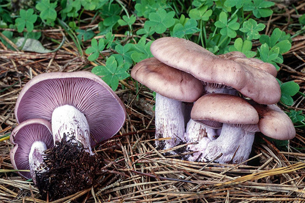 The benefits and harms of rowan mushrooms