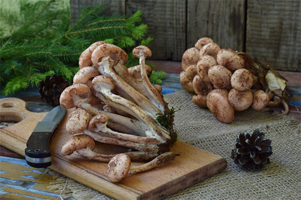 The benefits and harms of beech mushrooms