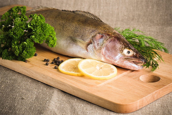 The benefits and harms of pikeperch