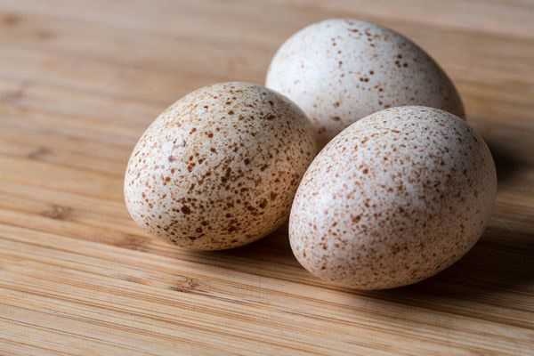 七面鳥の卵の化粧品への利用
