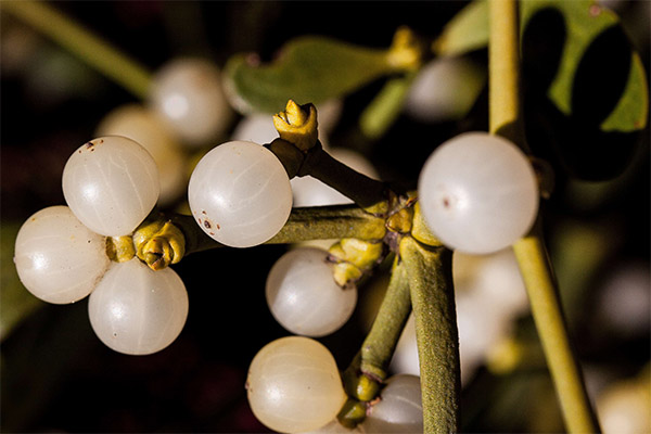 The use of mistletoe white in cosmetology