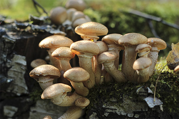 Medical use of honeydew mushrooms