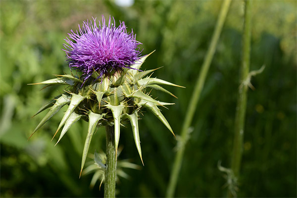 The use of milk thistle in cosmetology