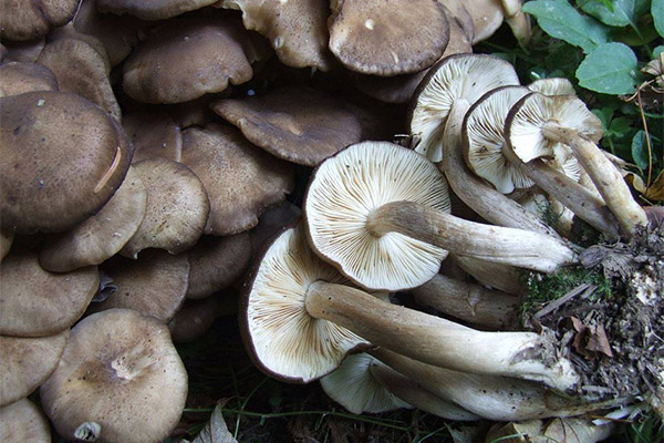 The use of rowan mushrooms in medicine
