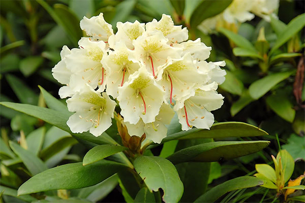 Contraindications to the use of rhododendron