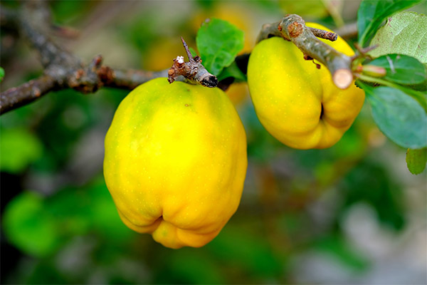 Recipes of traditional medicine with quince