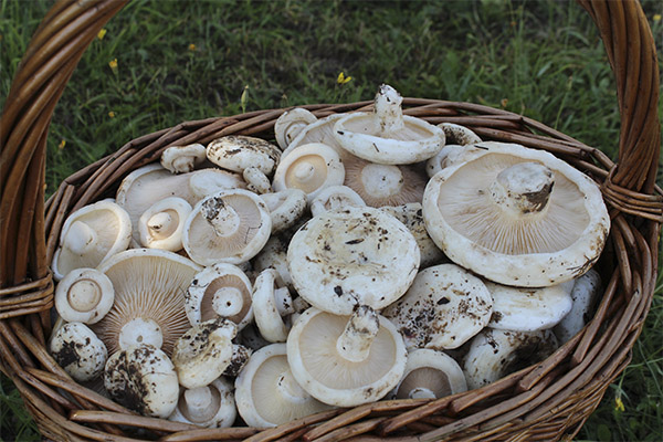Pick and Preserve Druber mushrooms