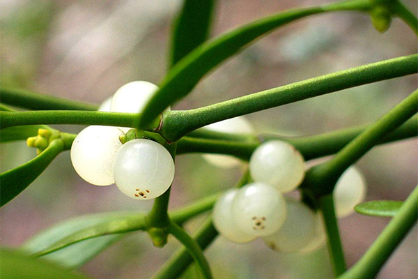 Types of medicinal compositions with mistletoe