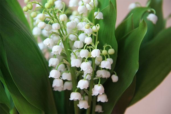 Interesting facts about lily of the valley