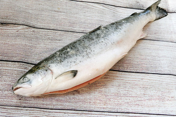Interesting facts about salmon