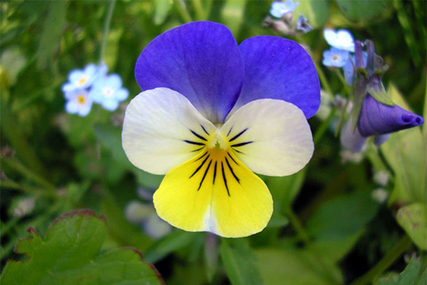 Therapeutic properties of tricolor violets