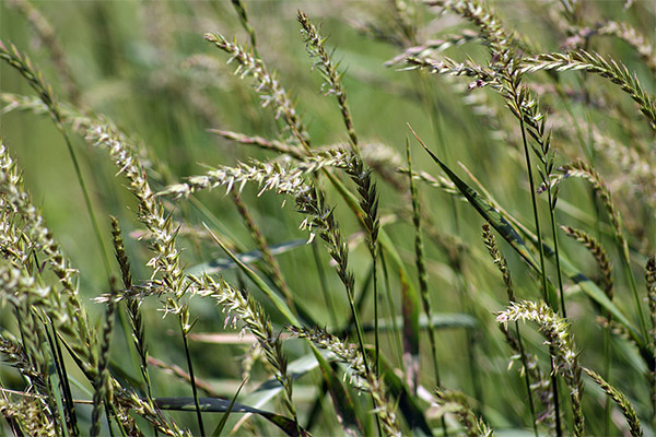 Therapeutic properties of wheatgrass