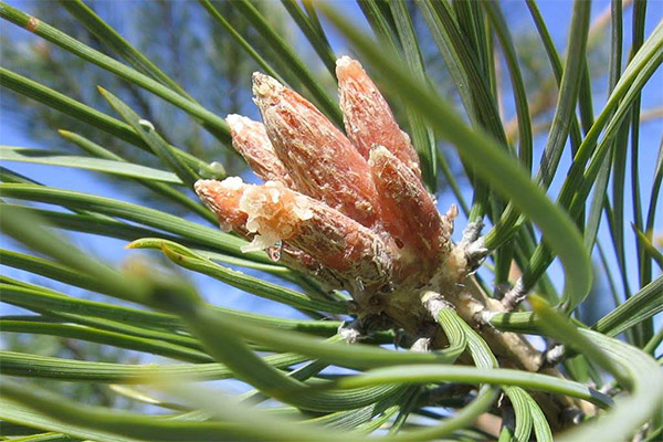 Therapeutic properties of pine buds