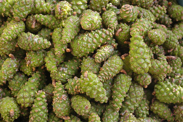 Therapeutic properties of pine cones