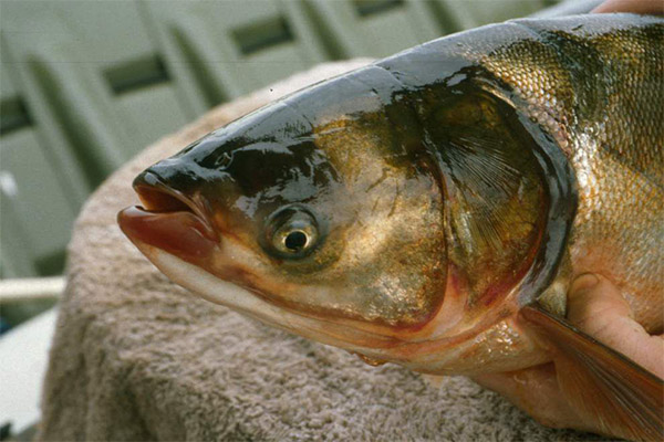 Benefits and harms of fat carp