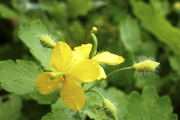 The use of celandine in cosmetology
