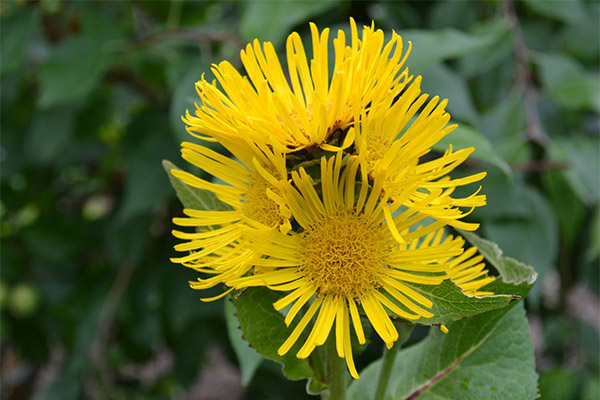 Use of elecampane in cosmetology