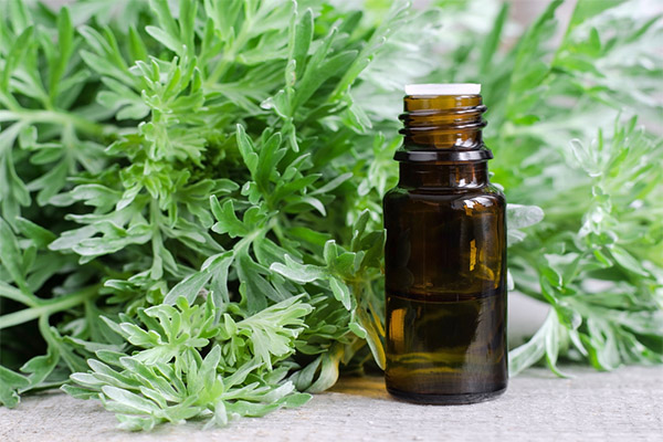 Use of wormwood in cosmetology