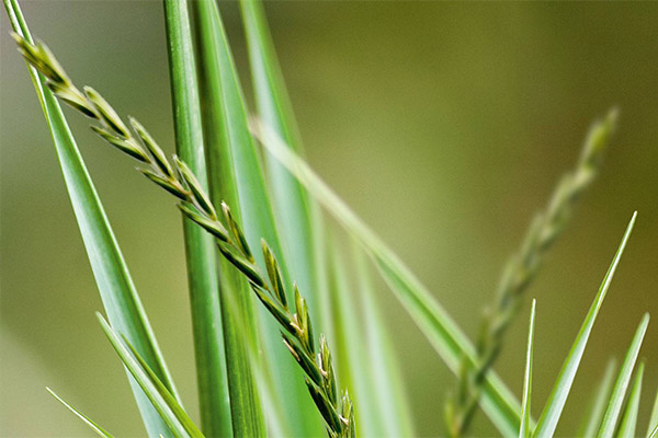 Culinary uses of wheatgrass
