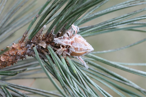 The use of pine buds in cosmetology