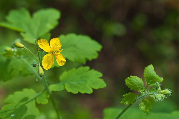 Contraindications to the use of celandine