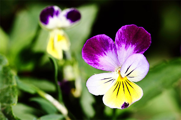 Contraindications to the use of tricolorous violets
