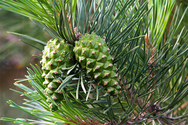 Contraindications to the use of pine cones