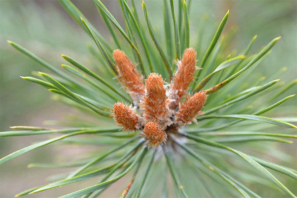 Pine buds in folk medicine
