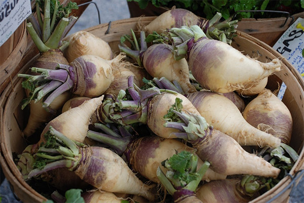 Interesting facts about rutabaga