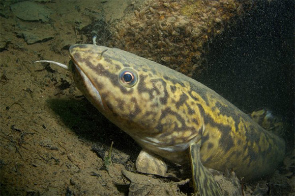 Basic facts about burbot