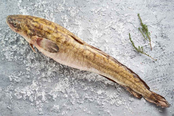 How to choose and store burbot